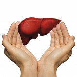hands and liver illustration