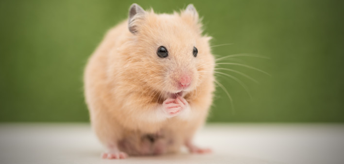 Golden Hamster grooming