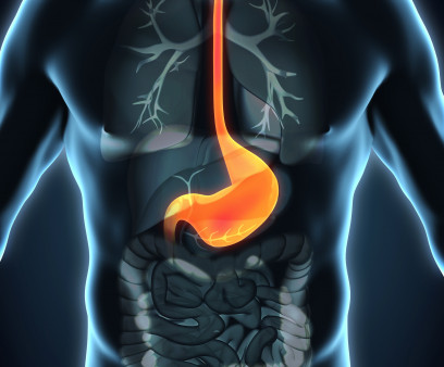 esophagus, throat, stomach, gastric, digestive tract