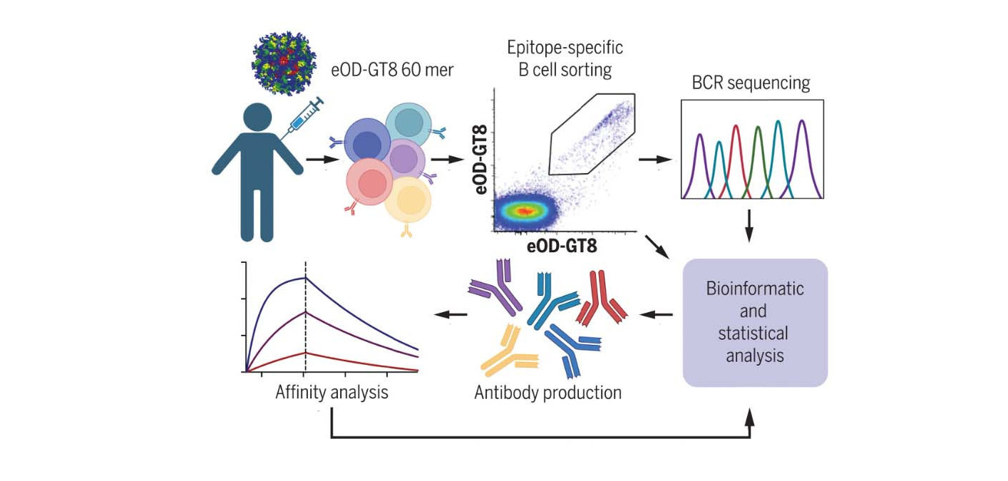 HIV Vaccine Shows Promise, But Much Work Remains POZ
