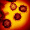 Novel coronavirus SARS-CoV-2