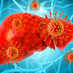 illustration liver and Hep C virus