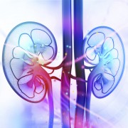 kidneys