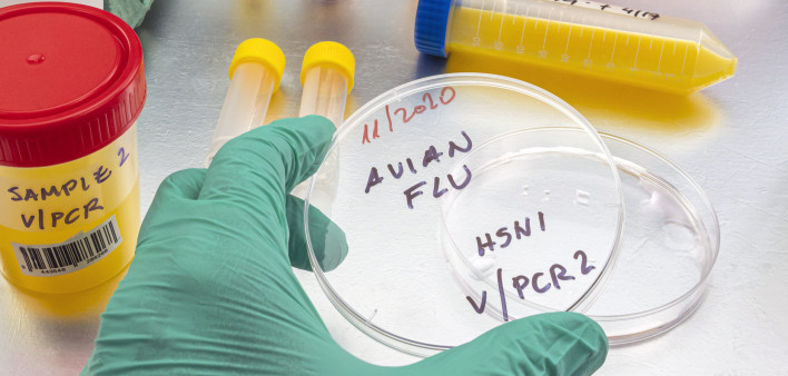 Scientific sampling of eggs in poor condition, analysis of avian influenza in humans, conceptual image