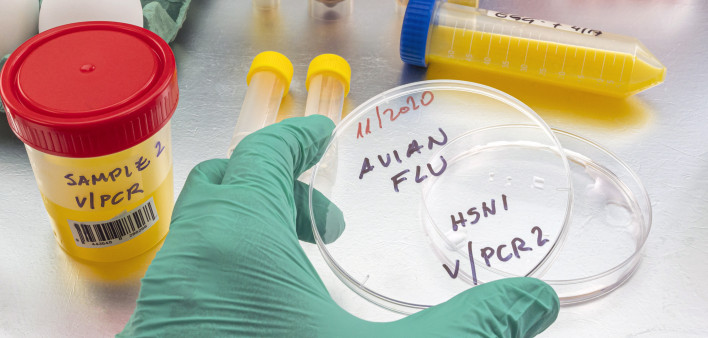 Scientific sampling of eggs in poor condition, analysis of avian influenza in humans, conceptual image