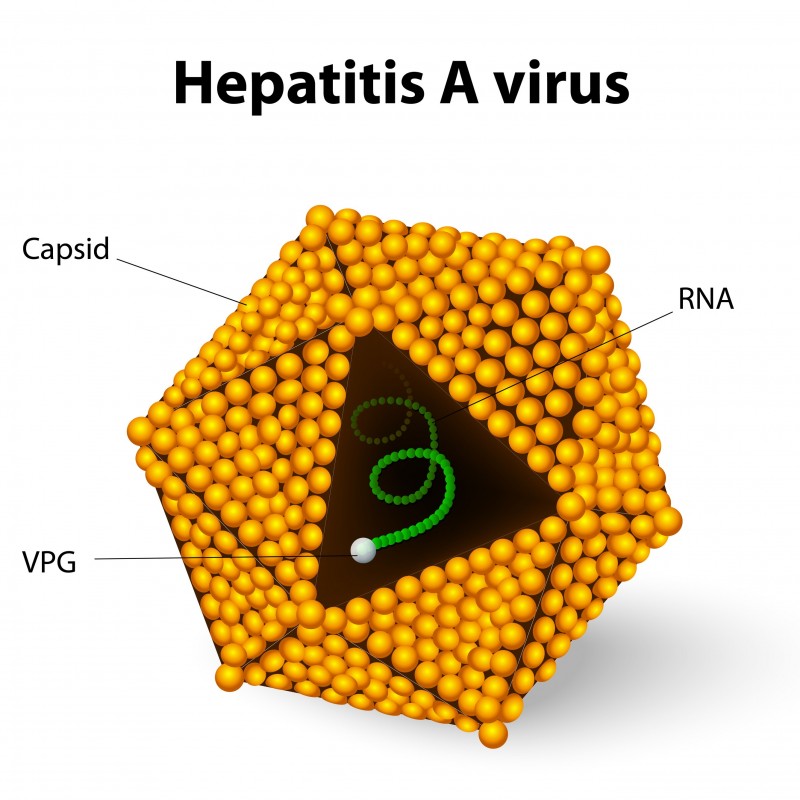 How Can Hepatitis A Be Prevented Hep