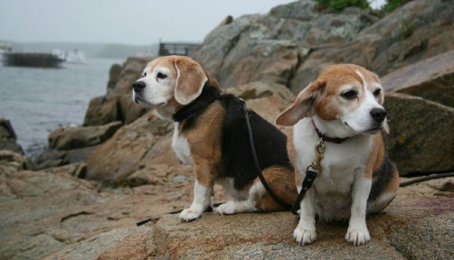 Aundaray Guess' two dogs Hope and Parker on a jetty