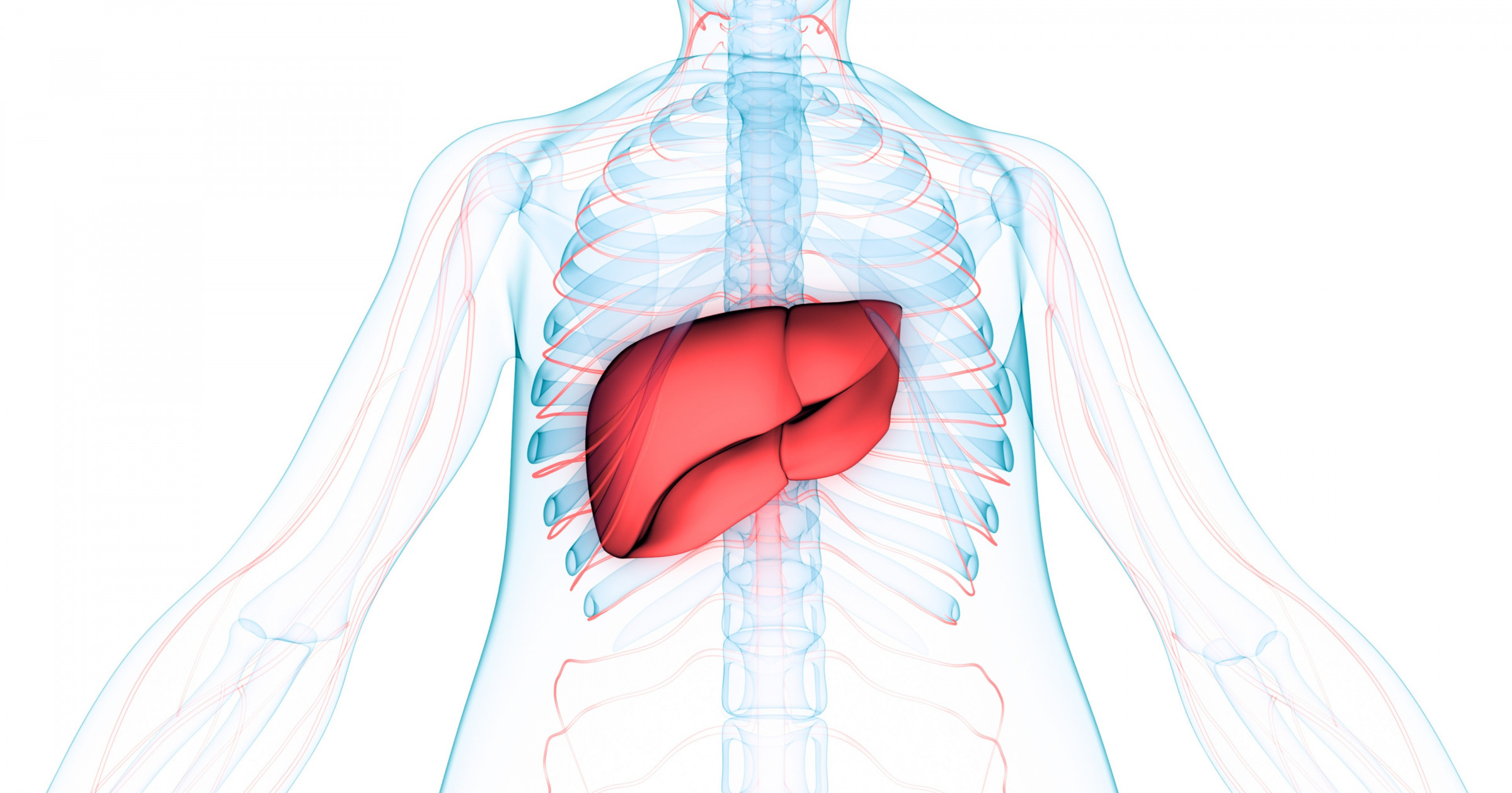 Autoimmune Hepatitis The Basics Hep